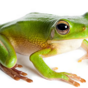 frogdeeper